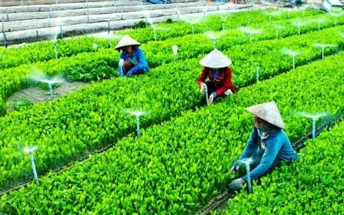 Hỗ trợ phát triển Hợp tác xã nông nghiệp (03/10/2020)